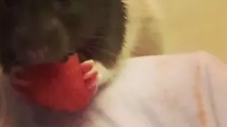 Rat eating watermelon