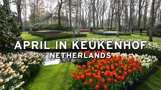 🇳🇱 April in Keukenhof - Netherlands  (4K)