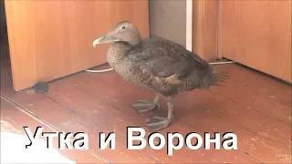 Утка Гага и ворона Капля