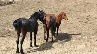 Самый красивый лошадь таджикский Асапо дар замистон