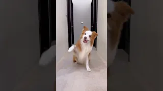 Border Collie named Pluto shows off dance moves