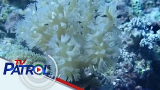 TINGNAN: Rozul Reef noong 2021 vs itsura nito kamakailan lang