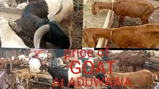 Edo: Recent Update On Prices Of  GOAT And Ram/Benin City Edo State Nigeria