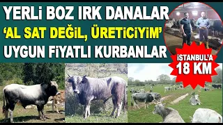 Kendi ürettiği kurbanlıkları uygun fiyata satıyor! Yerli Boz Irk Kurbanlık Fiyatları 2023 --BİTTİ--