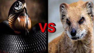 ¡Las 10 peleas de animales más locas atrapadas en la cámara! ¡Ataques de animales salvajes! | SAnim