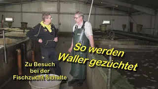 So werden Waller gezüchtet