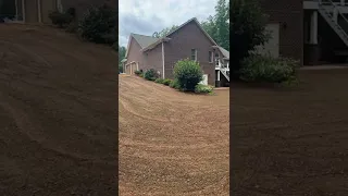 Seed Renovation Update // Seeded Zenith Zoysia // 10 Day Update