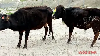 Cow Meeting By Bull Summer Session || Village Animals||