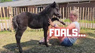 The foals are cute and naughty | Distracted | Friesian Horses