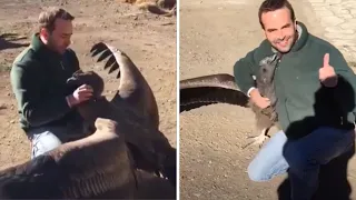 Mann zieht Kondor auf, später kehrt dieser Vogel zurück und zeigt seine wahre Stärke