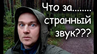 Странные звуки в лесу...