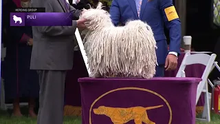 Puli | Breed Judging 2021