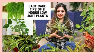 8 LOW MAINTENANCE INDOOR PLANTS FOR BEGINNERS | BEST INDOOR PLANTS IN INDIA FOR DECORATION