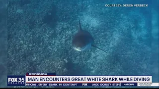 Diver comes face-to-face with great white shark in viral video