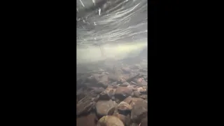 Underwater Footage of a Small School of Salmon Swimming Upstream in a Creek