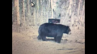 Spring bear hunt