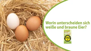 Weiße oder braune Eier: Welches Huhn legt welches Ei und welche Unterschiede gibt es?