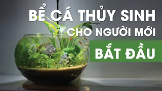 Bể cá thủy sinh cho người mới bắt đầu