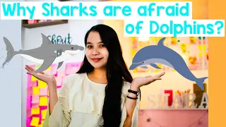 Why Sharks are afraid of Dolphins | Animation