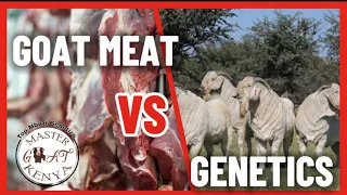 Economics of Goat Farming: Rearing for Meat Vs Breeding