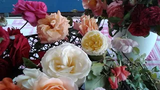 вьющиеся розы   обзор  сортов питомник Полины Козловой