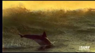 Surfing Dolphins