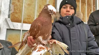 Птичий рынок г. Ташкент - ГОЛУБИ (12.02.2022) / Uzbek Pigeons / Usbekische tauben