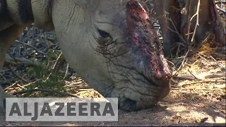 South Africa considers legalising rhino horn trade