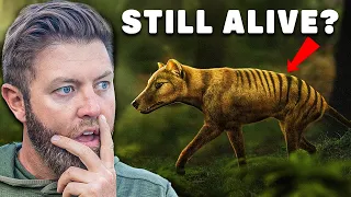 Why I Believe The Tasmanian Tiger Is Still Alive...