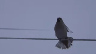 Зимняя птица с хохолком на голове – свиристель