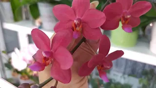 Орхидеи , подготовка к сезону цветения!