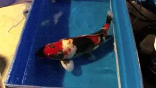 24"Imported VHQ Momotaro Fem Mako Showa Standard Fin Live Japanese Koi Fish RK