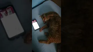 My Cats Reaction to Space Cats Magic Fly