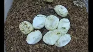 Ball Python Eggs Hatching Time Lapse