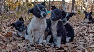 5 Puppies and Mom Eat Leaves to Survive in Cold Park