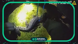Runaway alligator captured in Piscataway Township, New Jersey
