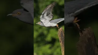 Cuckoo take off and landing