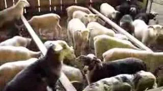 Moutons à la Bergerie Nationale de Rambouillet