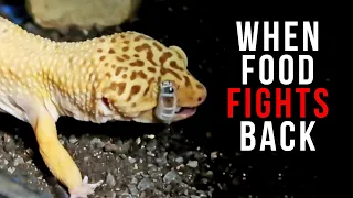 When Feeder Insects Fight Back 😳 | FEEDING LEOPARD GECKOS