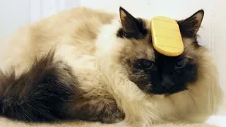 Смешные приколы про кошек 2019 - Смешное видео МатроскинТВ