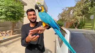 Ye Tha Surprise|Macaw Parrot Le Aiy😍