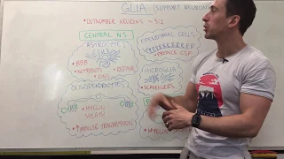 Glia | Nervous System