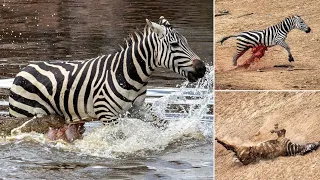 Top 5 crocodile defeat other animals in the river | Every Object | top 5 crocodile (Crocodile zebra)