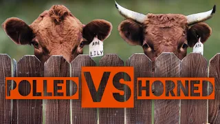 Guide To Buying Your First Dexter Cow #3 (Polled VS Horned)