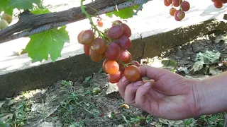 виноград Анюта 2020р