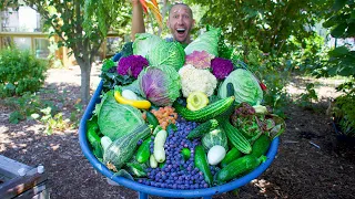 Incredible Backyard Garden Harvest 2022, This Is What I Harvested Today!