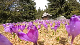 WOŁOWIEC - POLANA CHOCHOŁOWSKA 23.04.2022 r. Tatry