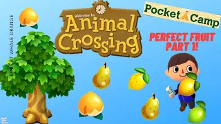 Collecting PERFECT FRUIT (Part 1) 🍎 🍐 In Animal Crossing Pocket Camp!