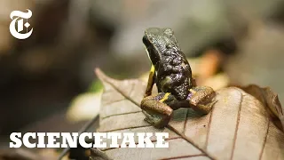 How Poison Frogs Parent | ScienceTake