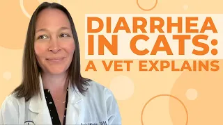 Diarrhea in Cats: Causes, Symptoms, & Treatment